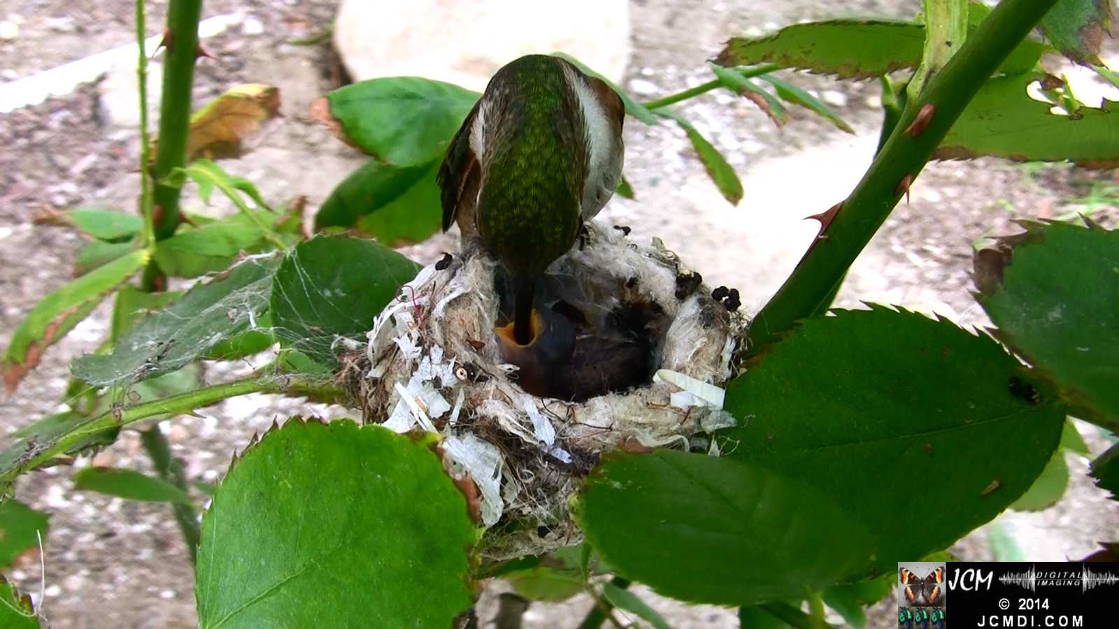 Allens Hummingbird feeding chick and picking up bad egg 1